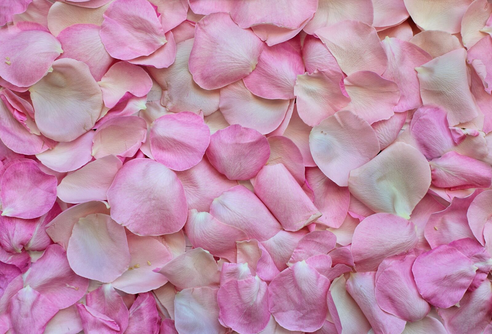 Canon EF 50mm F1.4 USM sample photo. Rose petals, pink, background photography