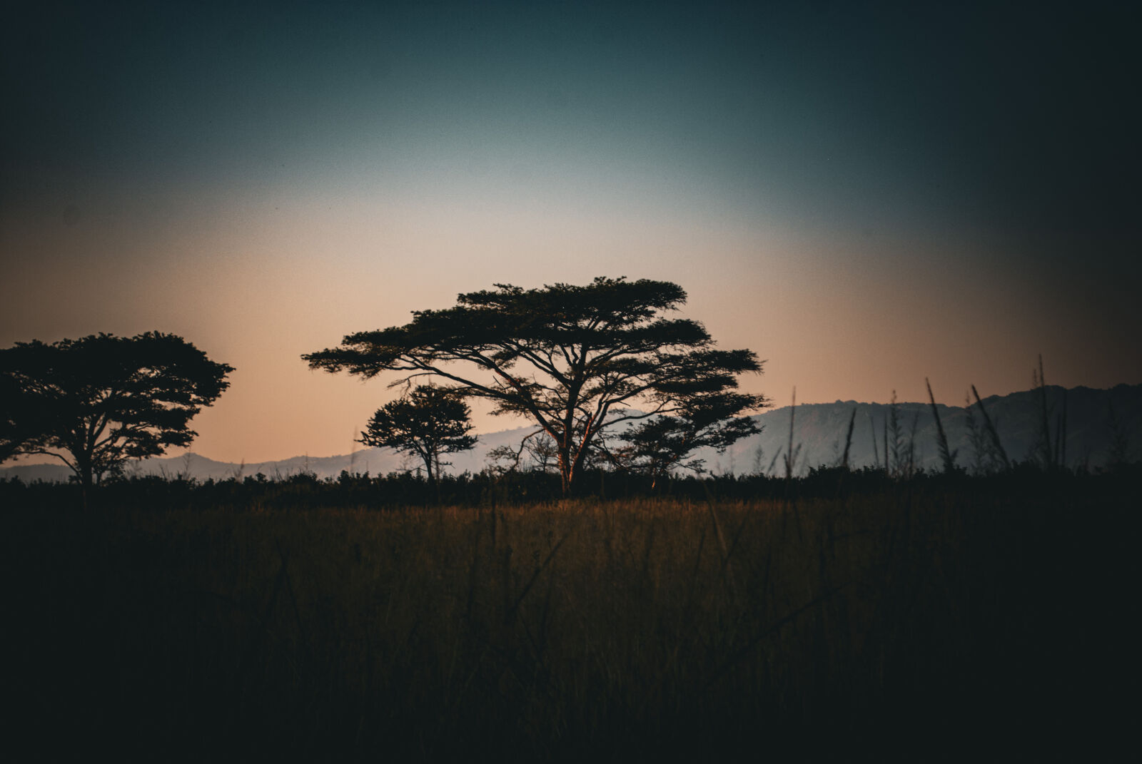 Nikon D60 sample photo. Just a tree photography
