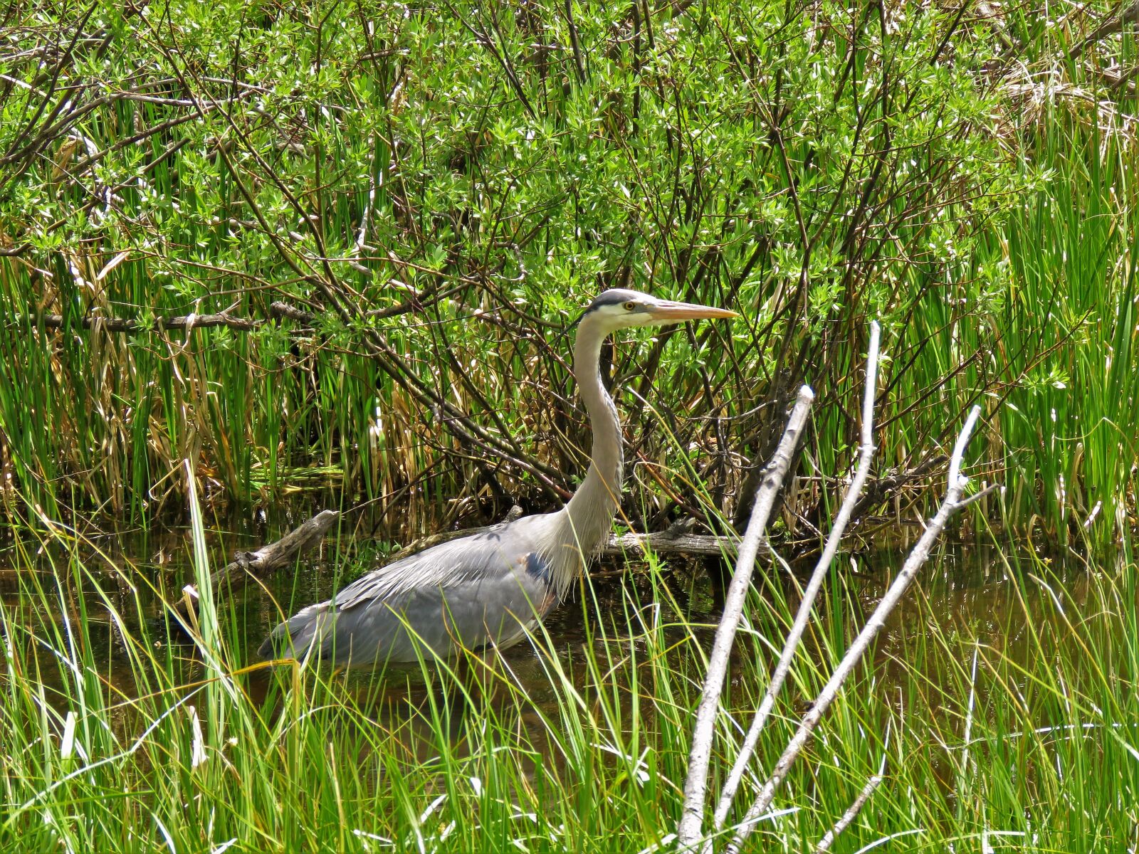 Canon PowerShot SX60 HS sample photo. Wildlife, water fowl, heron photography