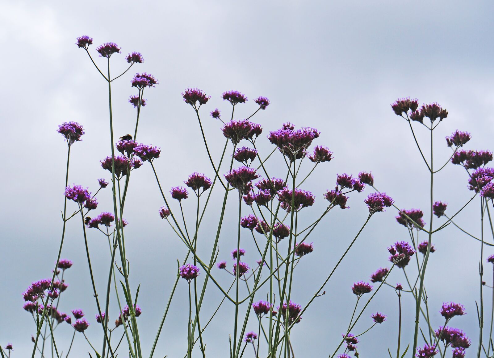 Panasonic Lumix DMC-GH3 sample photo. Shrub, umbel, violet photography