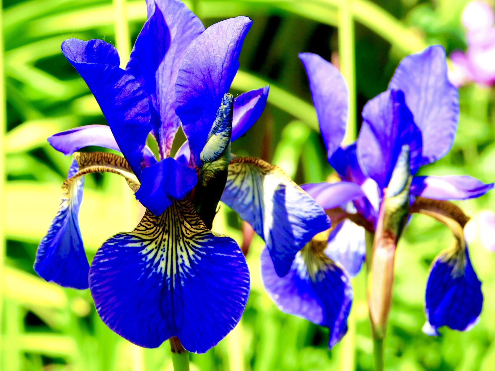 Nikon Coolpix B500 sample photo. Irises, flowers, bloom photography
