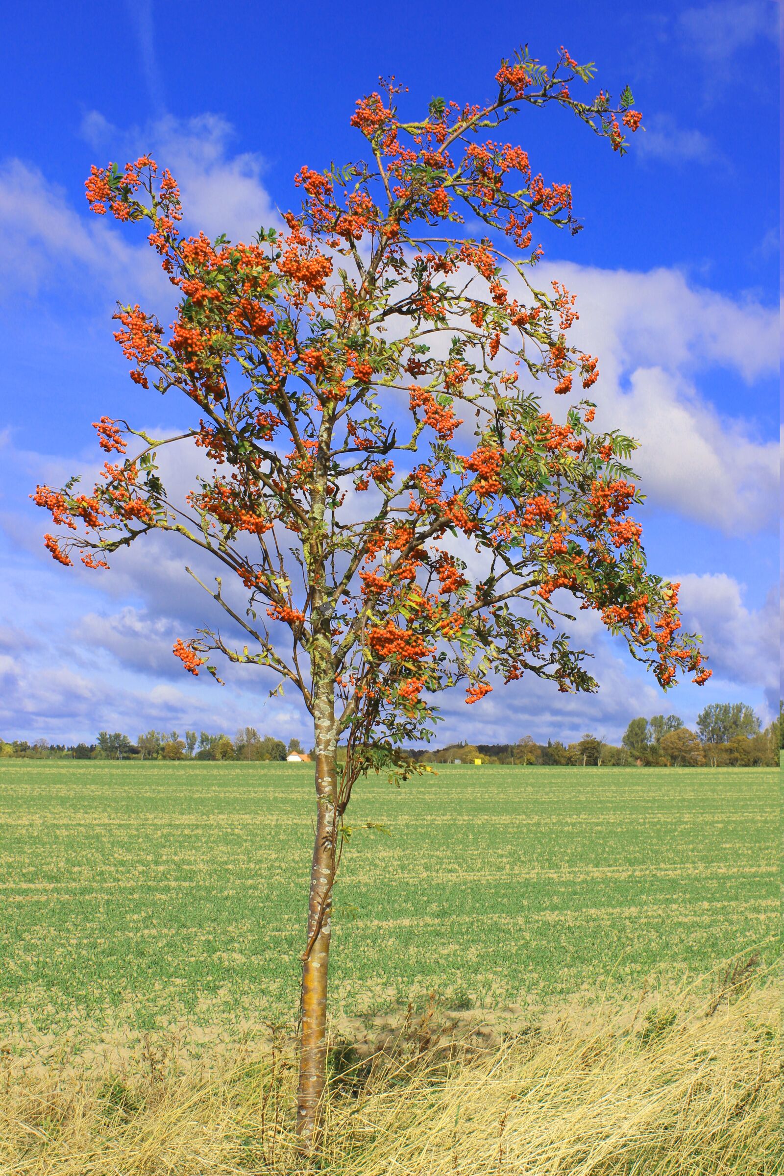Canon EOS 600D (Rebel EOS T3i / EOS Kiss X5) sample photo. Mountain ash, red, fruits photography