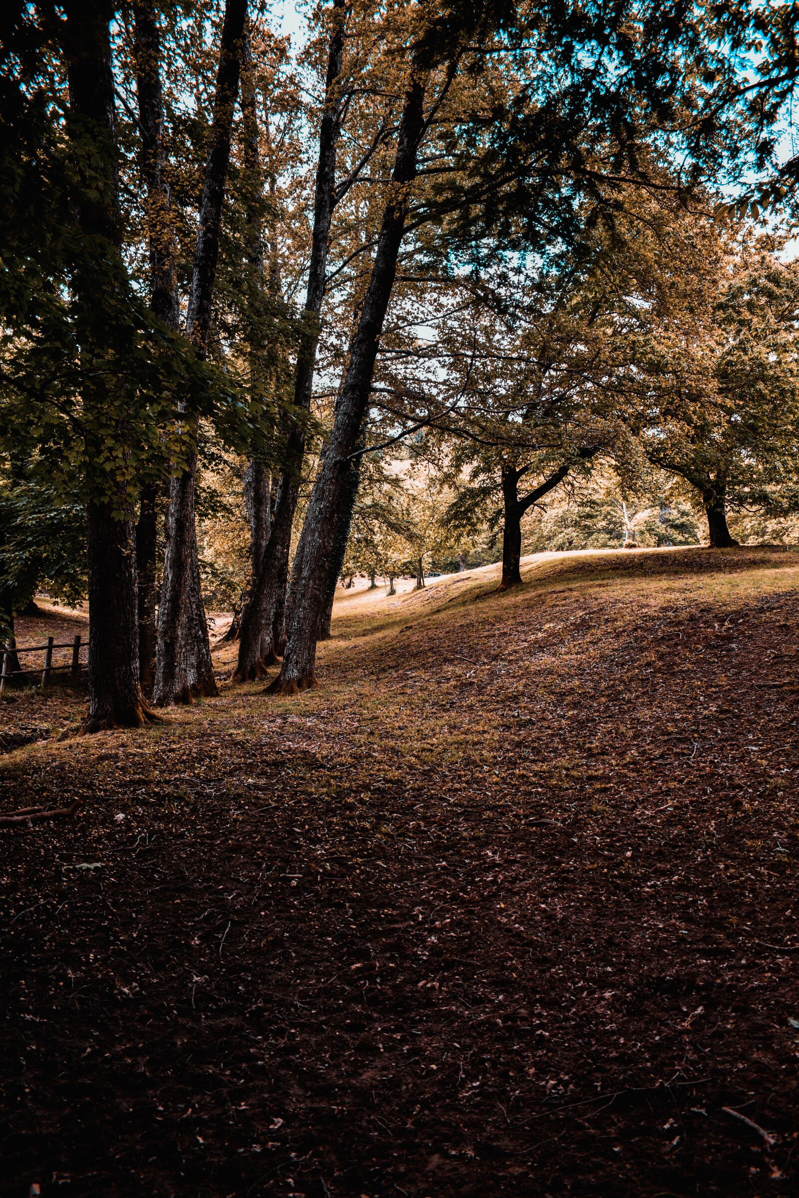 Nikon D3500 sample photo. Trees, summer, sky photography