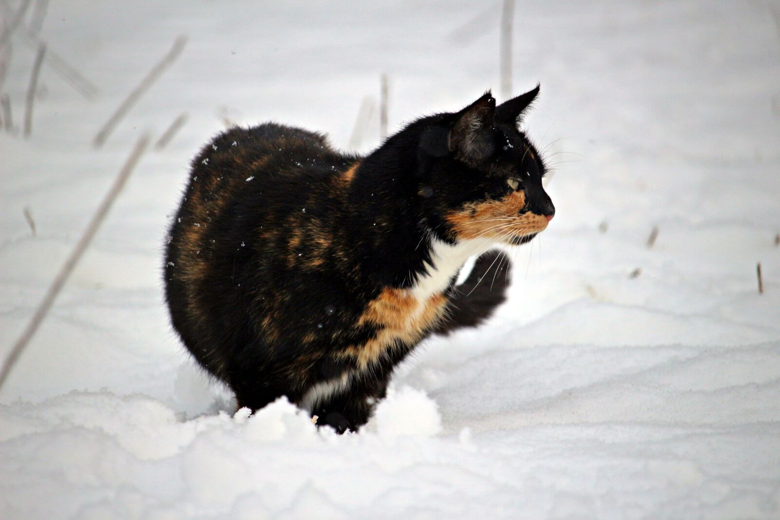 Canon EOS 100D (EOS Rebel SL1 / EOS Kiss X7) sample photo. Cat, kitten, snow photography