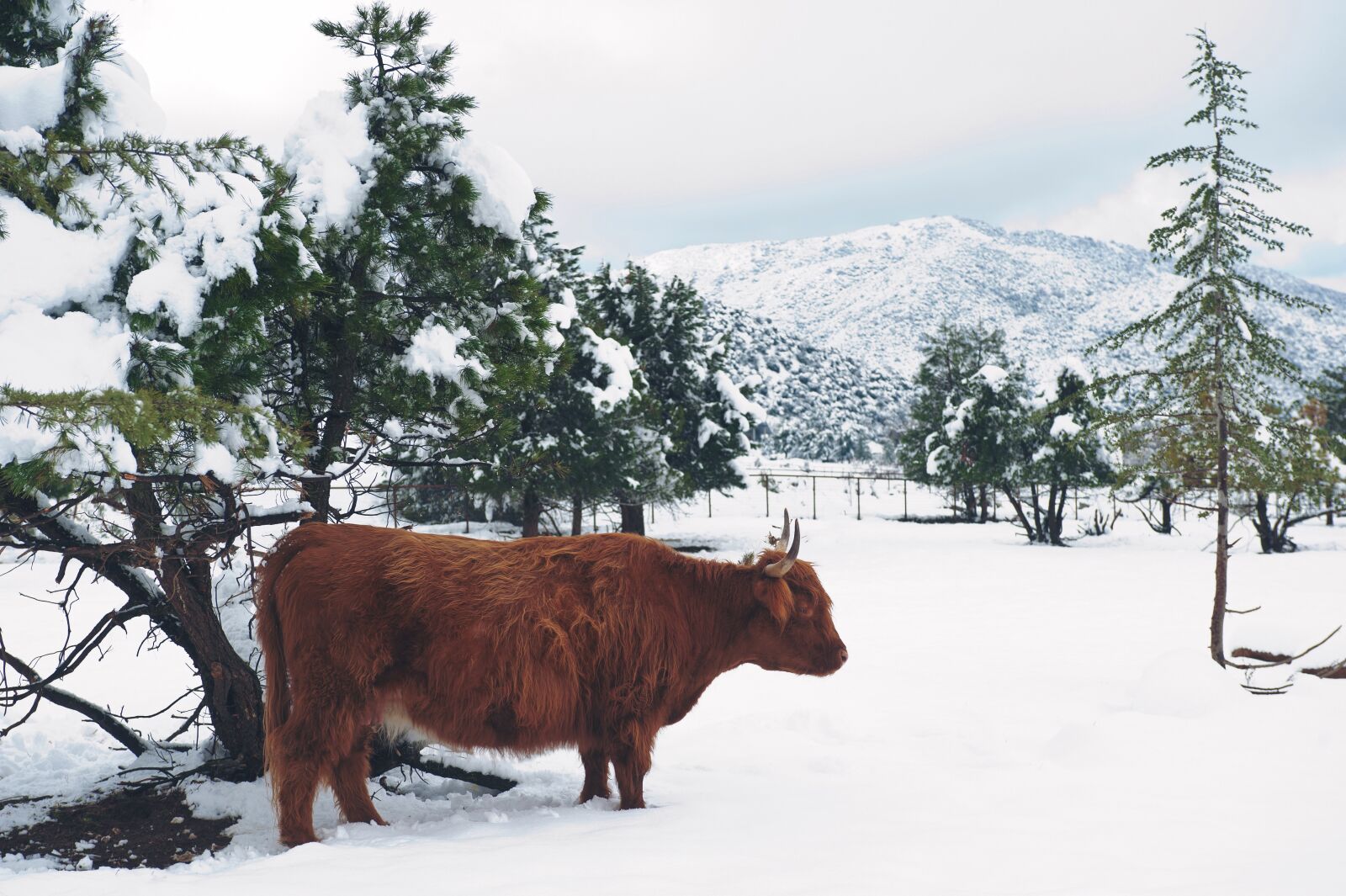 Nikon D700 sample photo. Snow, trees, farm photography