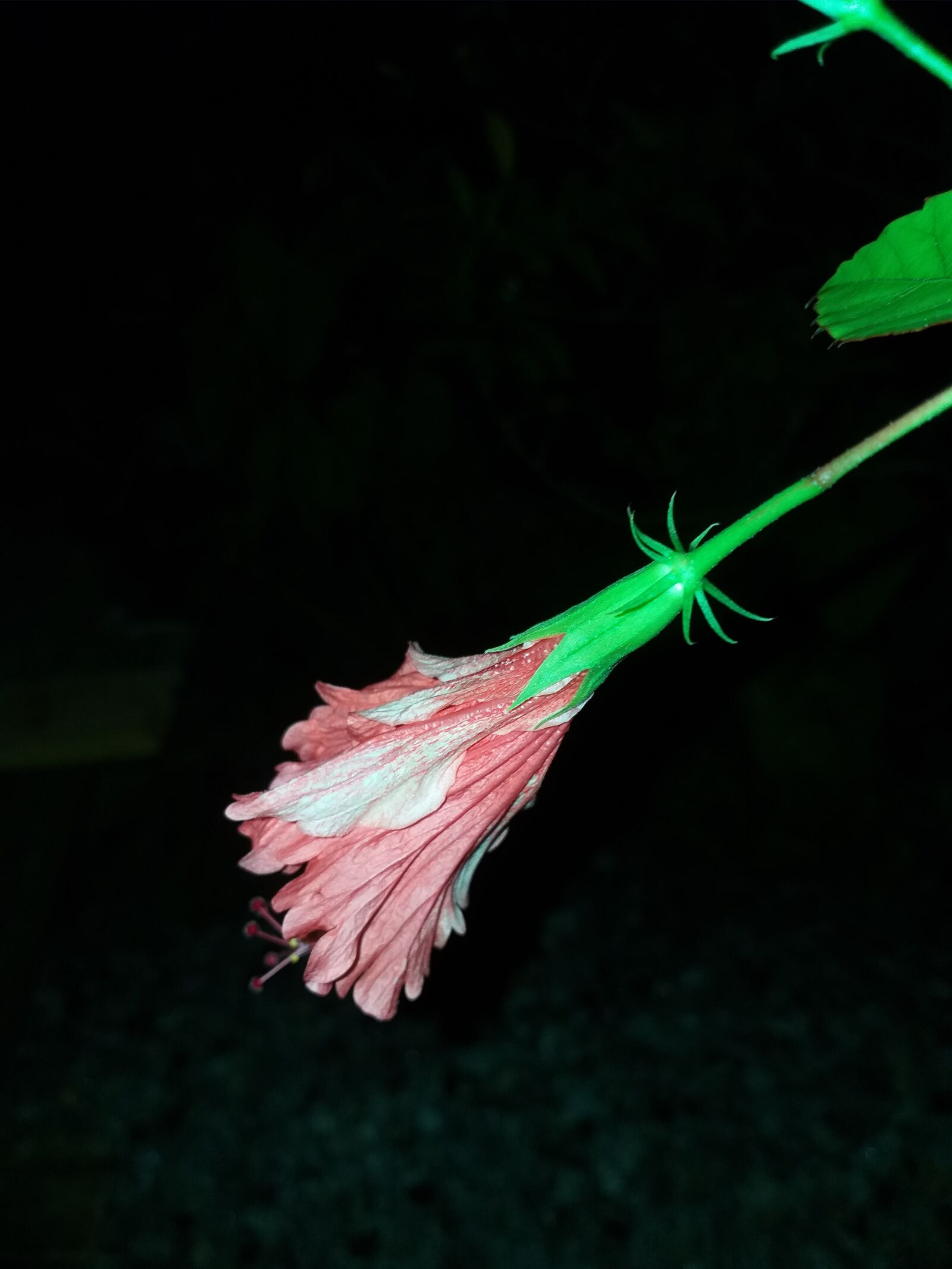 Samsung Galaxy J8 sample photo. Flower, blooming, bloom photography
