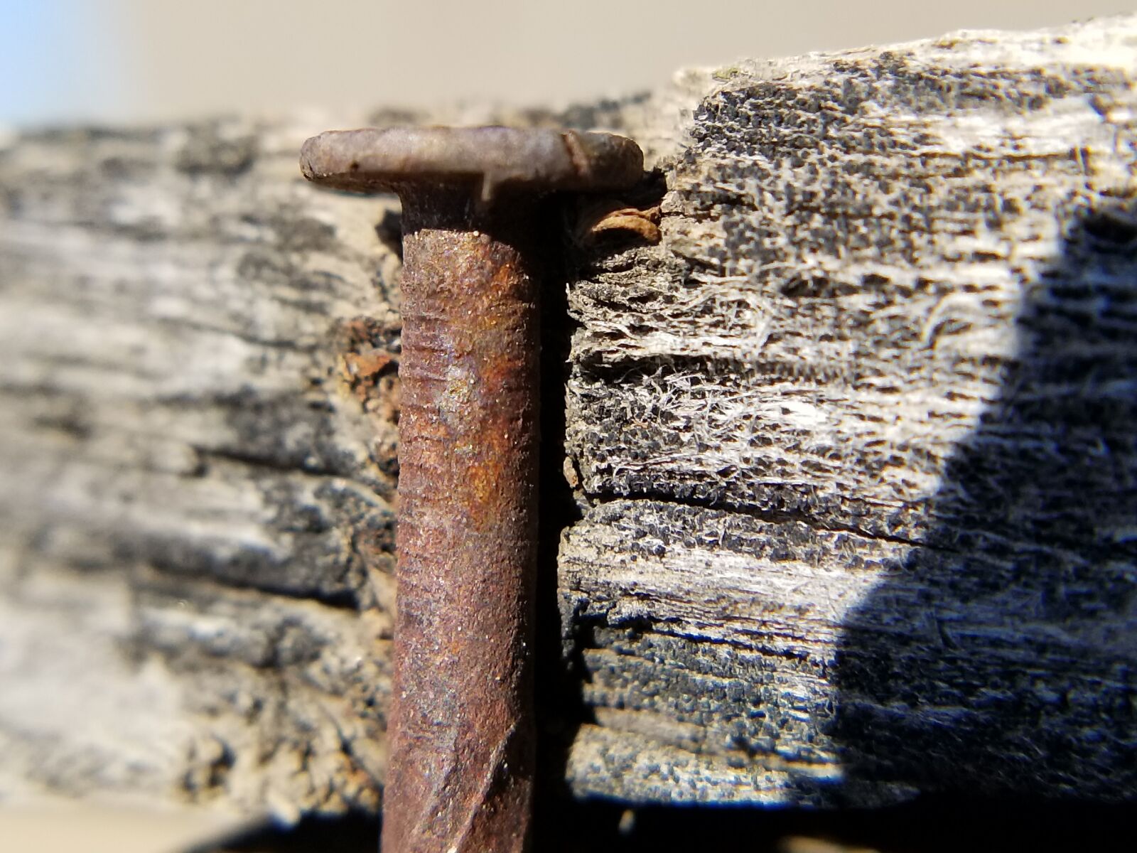 Samsung Galaxy S8 sample photo. Nail, rusty, old photography