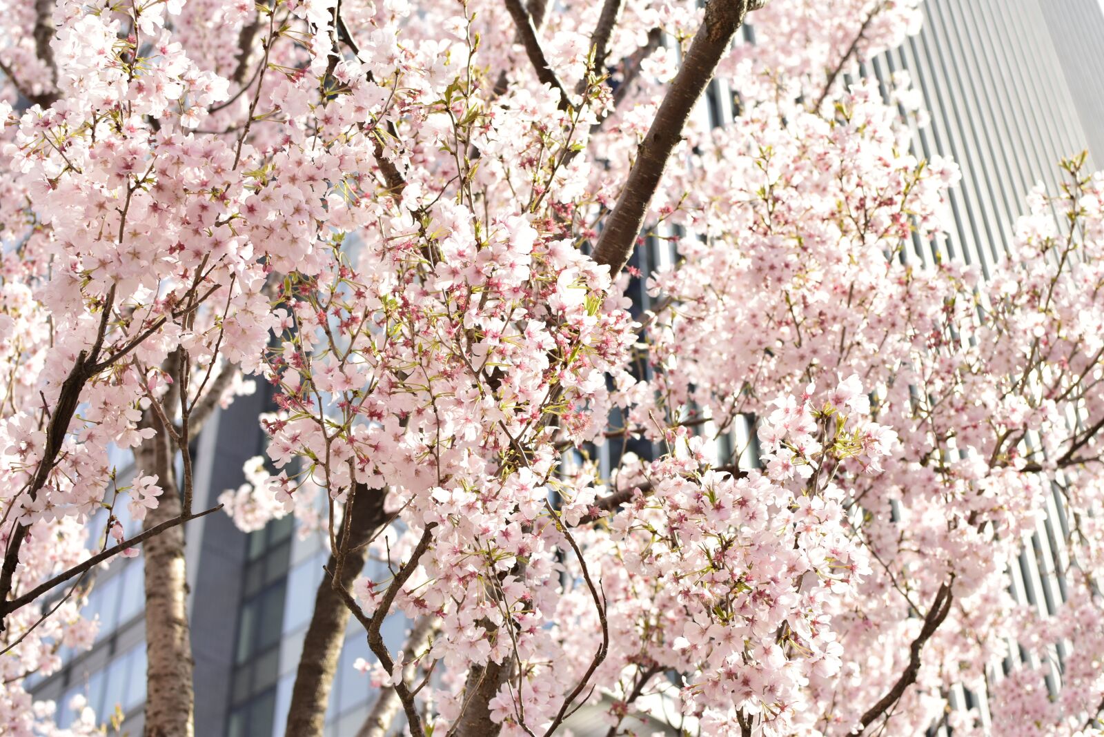 Nikon D5300 sample photo. Cherry blossoms, street trees photography