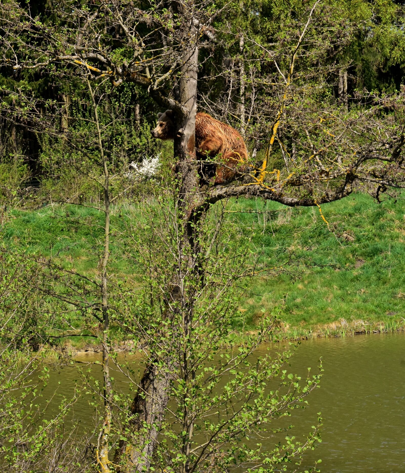 Nikon D7200 sample photo. European brown bear, tree photography