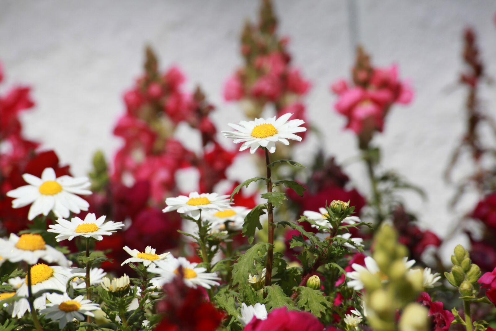 Canon EOS 5D Mark II sample photo. Daisy, spring, flowers photography