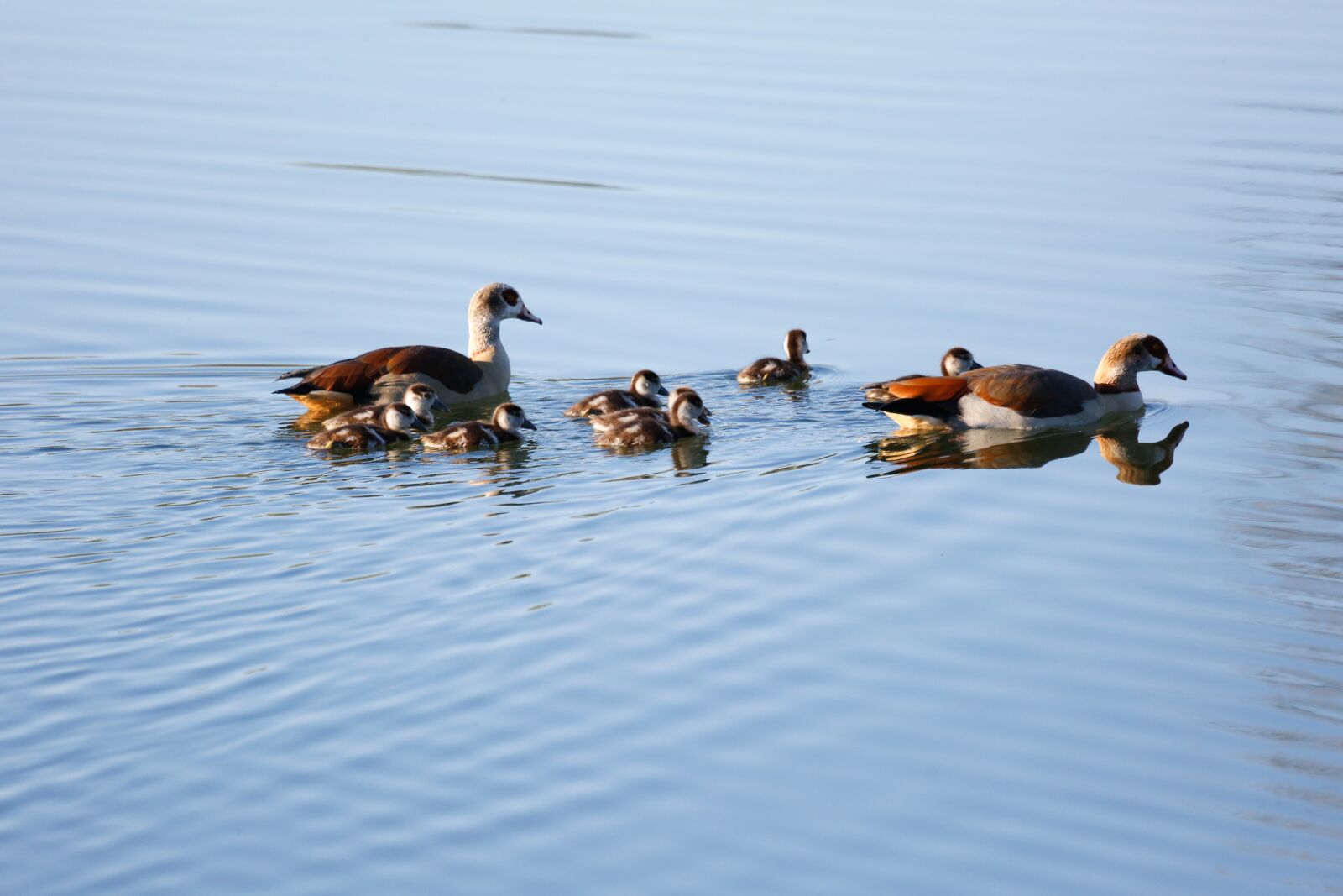 Canon EF 100-400mm F4.5-5.6L IS USM sample photo. Ducks, boy, lake photography