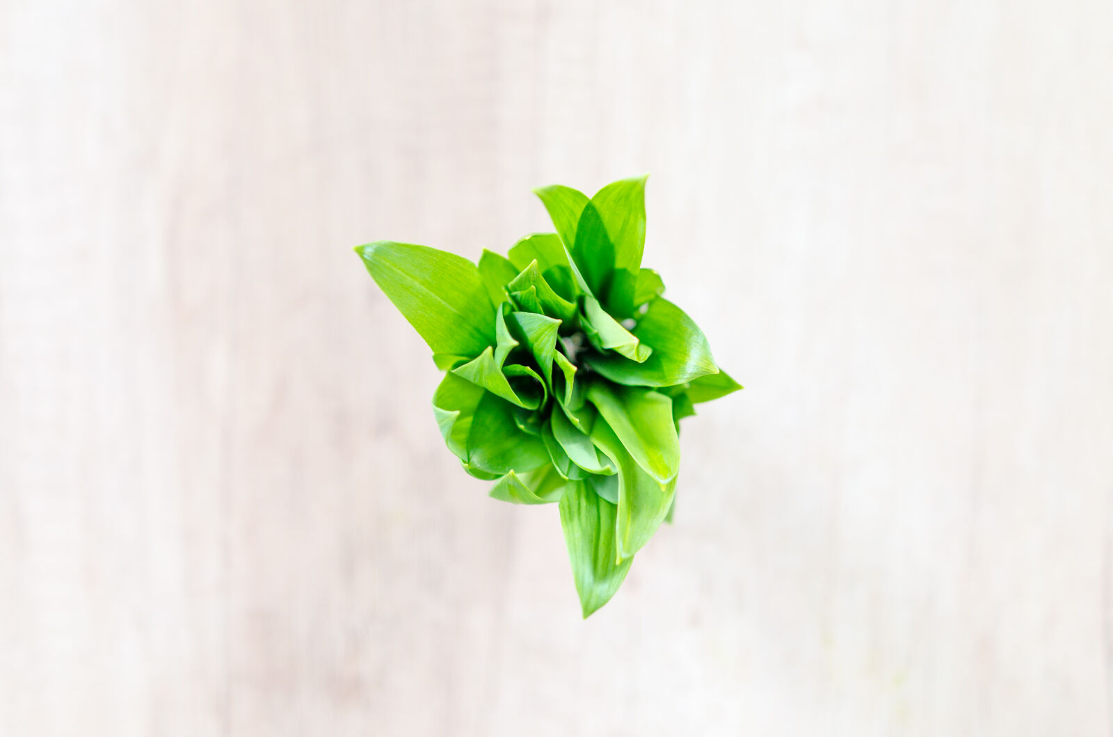 Nikon D5100 sample photo. Allium, aromatic, background, bear photography