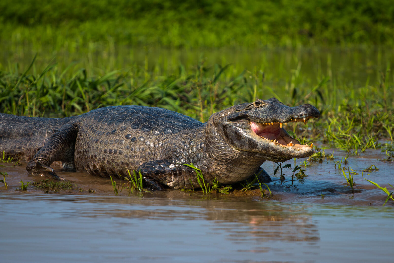 Canon EF 70-200mm F4L USM sample photo. Pantanal, brasil photography