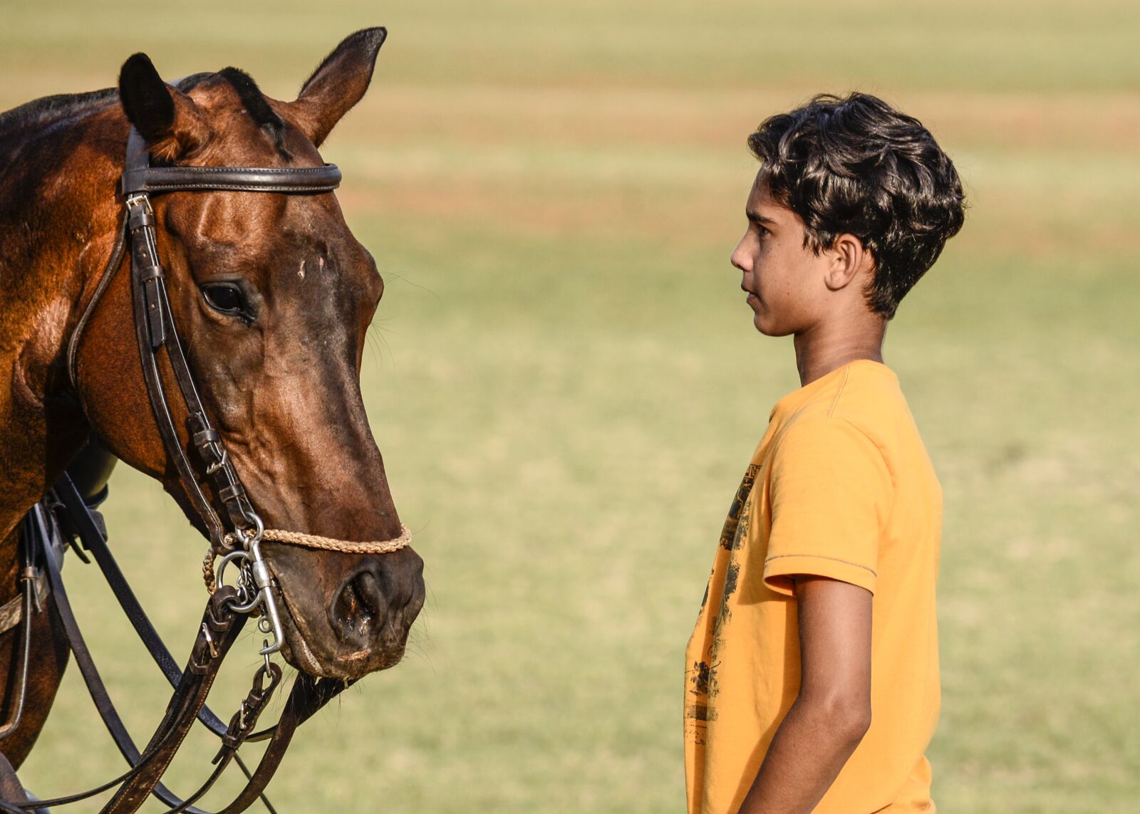 Nikon D610 sample photo. Horse, horses, polo photography