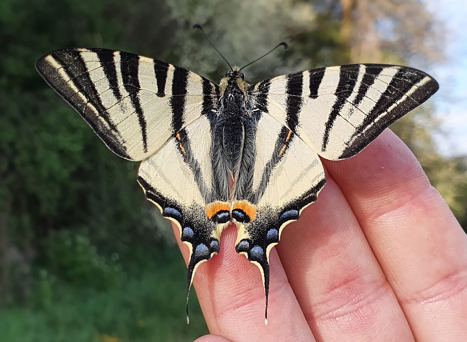 Samsung Galaxy S10 sample photo. Scarce swallowtail, butterfly, insect photography