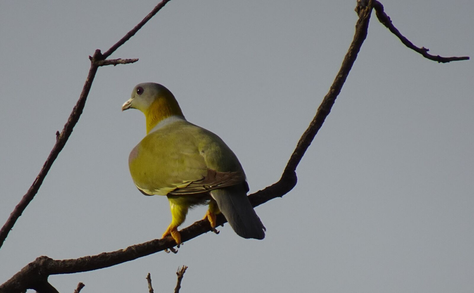 Sony DSC-WX800 sample photo. Bird, pigeon, yfgp photography