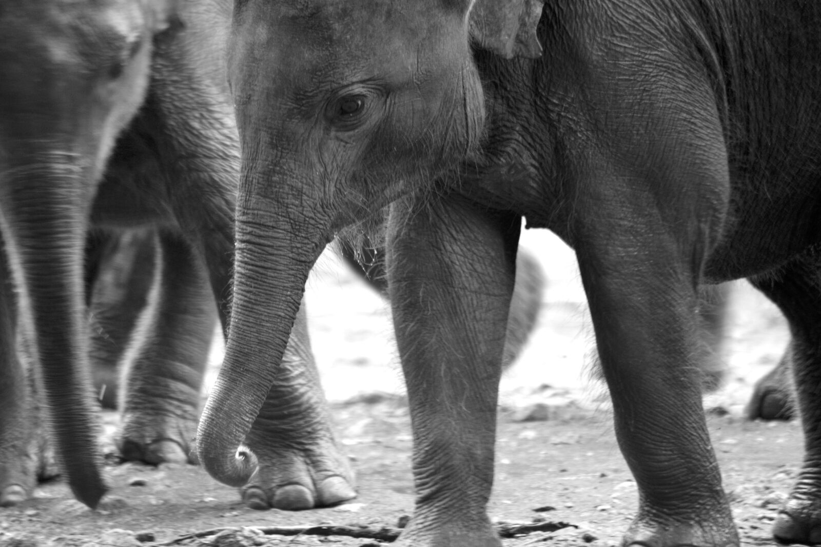 Nikon D800 sample photo. Animal, elephants, sri, lanka photography