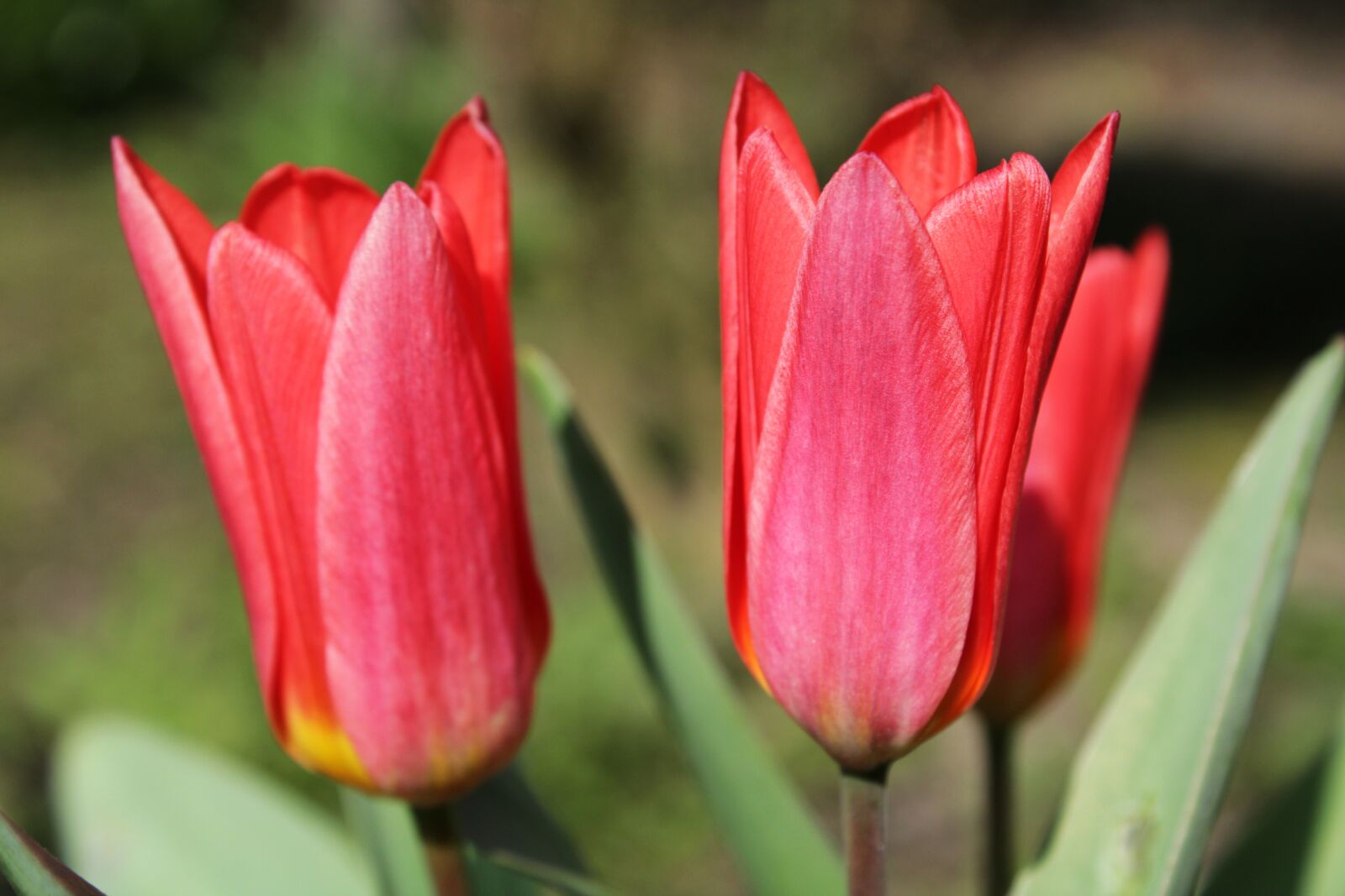 Canon EOS 2000D (EOS Rebel T7 / EOS Kiss X90 / EOS 1500D) sample photo. Tulips, green flower, nature photography