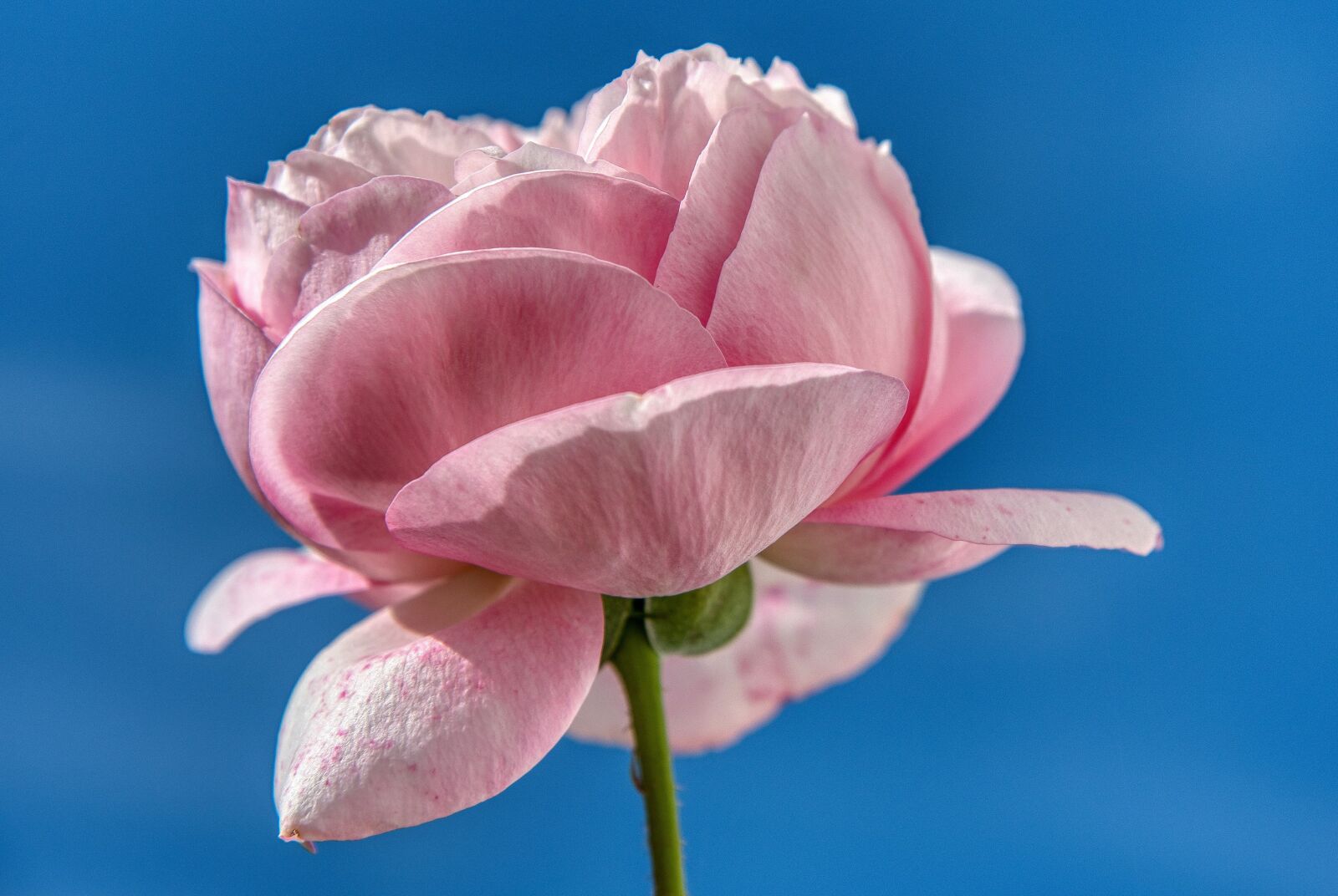 Nikon D750 sample photo. Rose, flower, blossoms photography