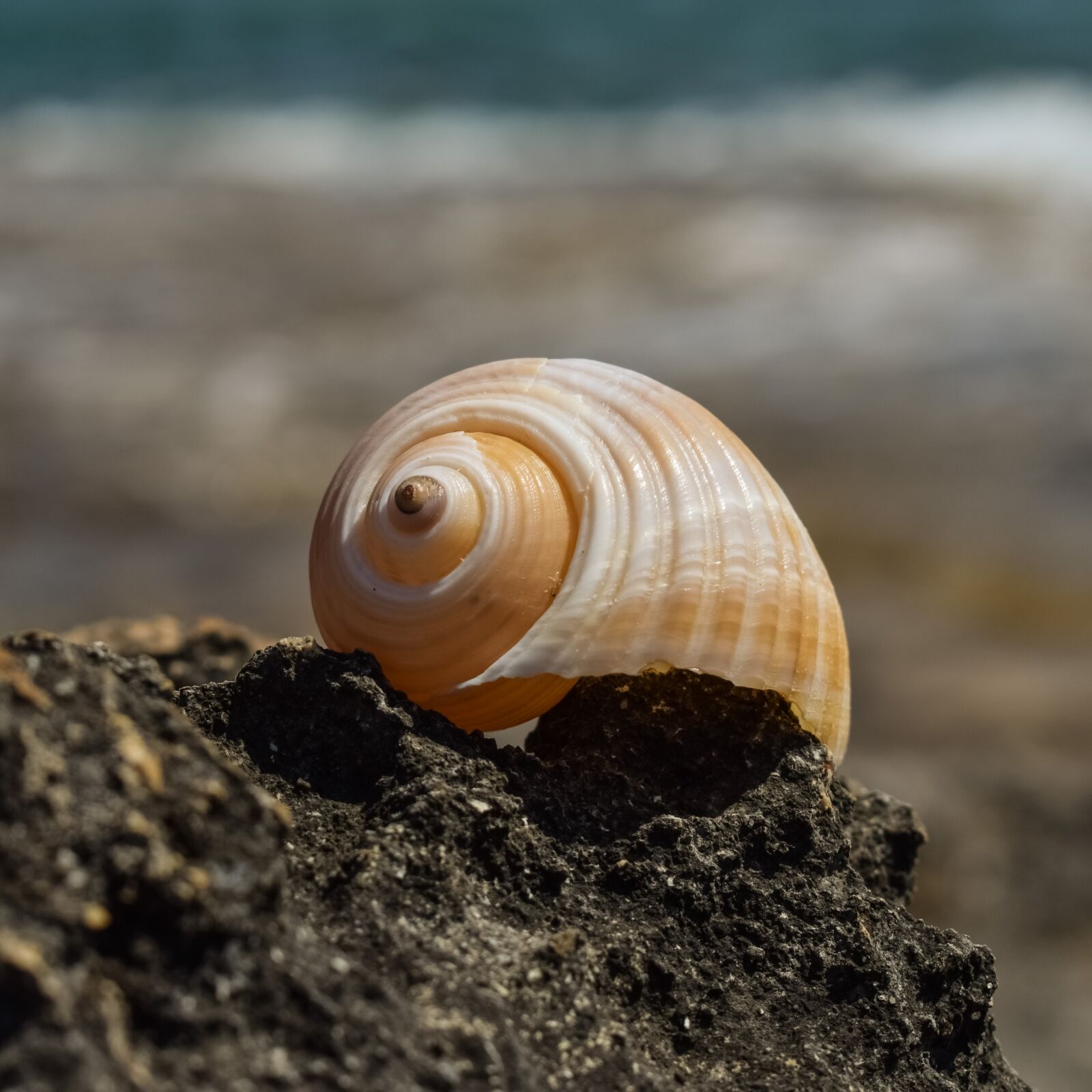 Nikon D3300 sample photo. Shell, beach, summer photography