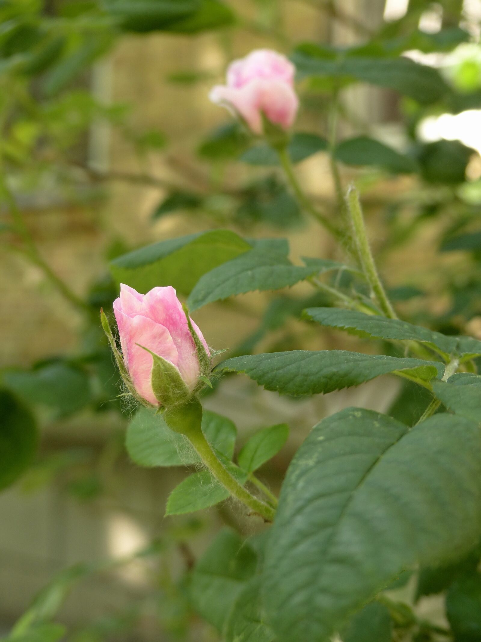 Panasonic Lumix DMC-FZ200 sample photo. Rose, bud, flowers photography