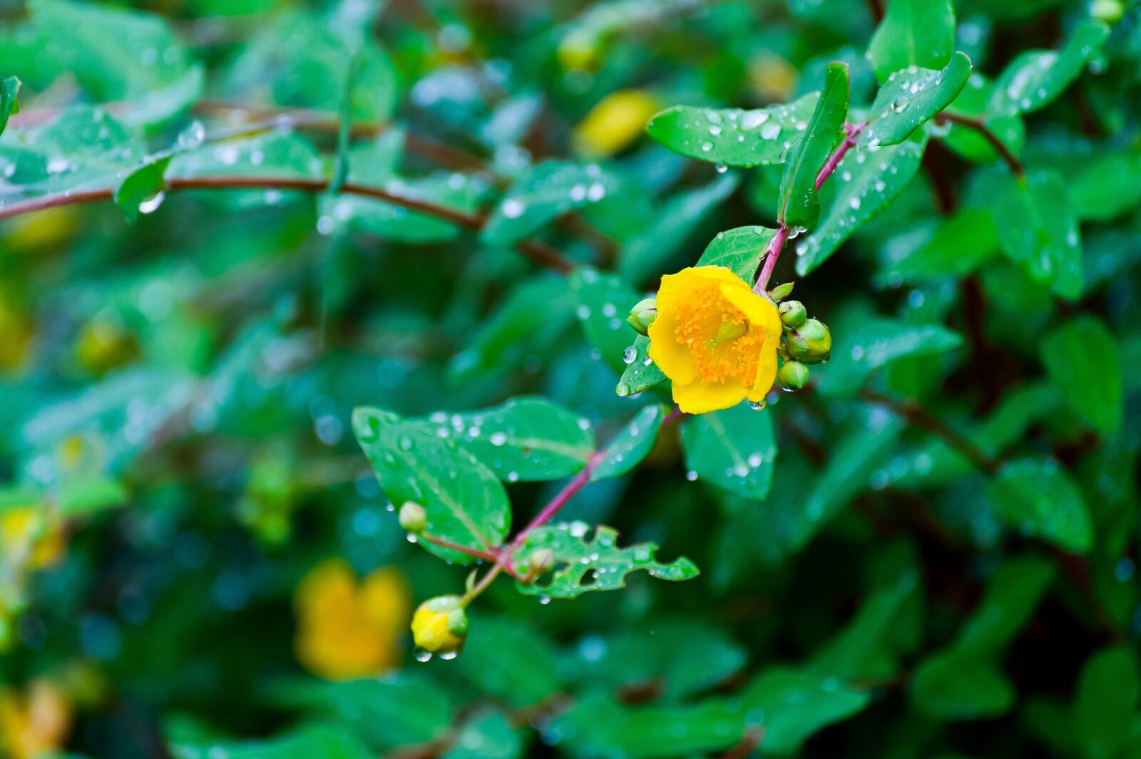 Nikon Df sample photo. Natural, plant, in the photography
