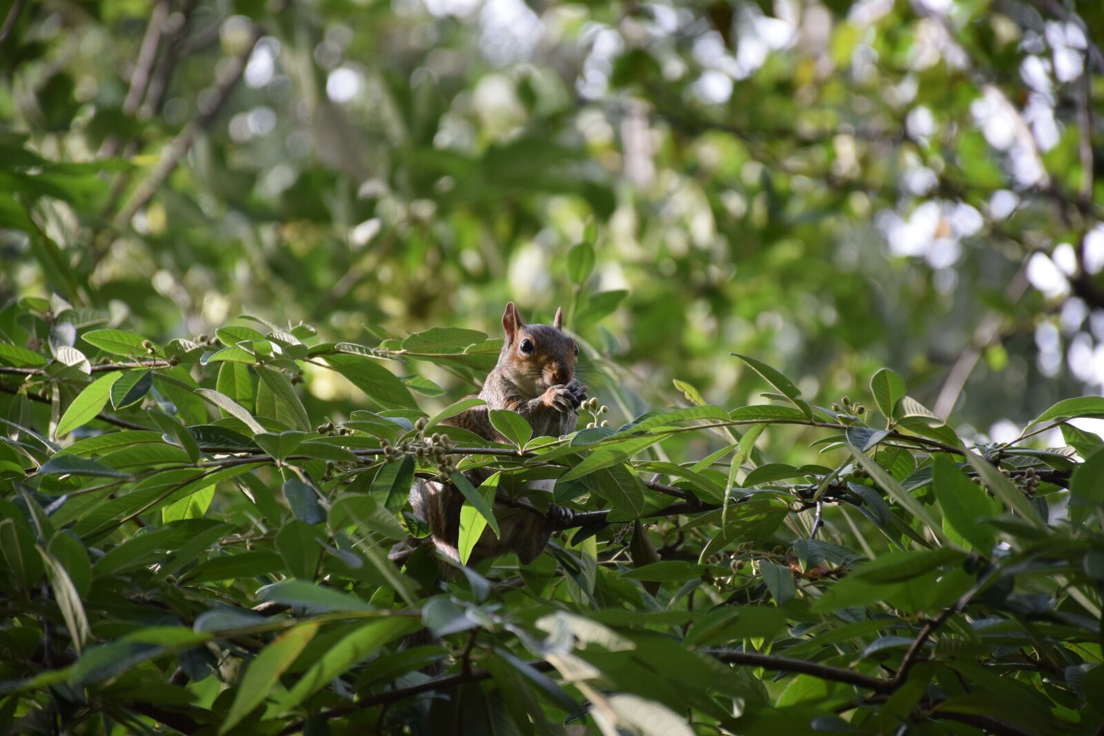Nikon D3300 sample photo. Squirrel, gray, england photography