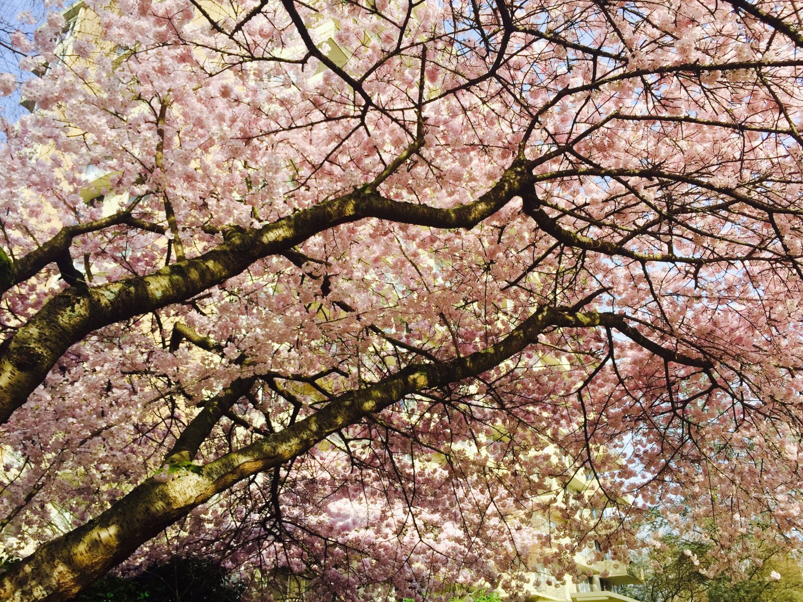 Apple iPhone 6 sample photo. Blossoms, tree, vancouver photography
