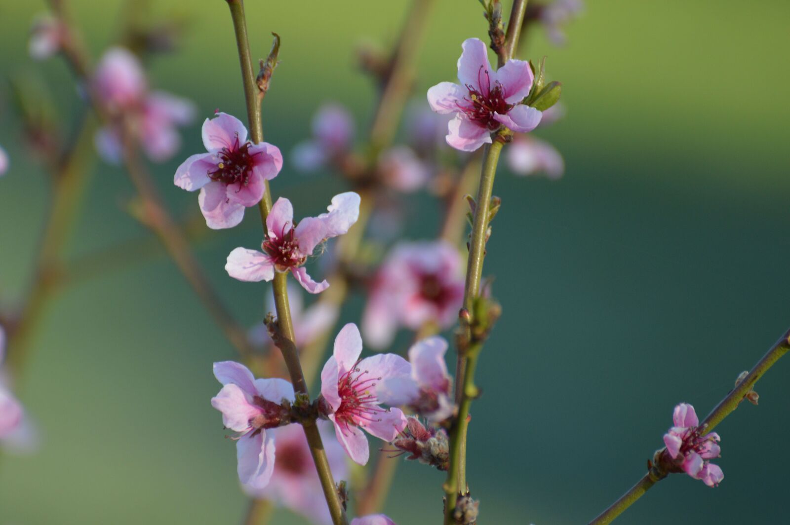 Nikon D3200 sample photo. Flower, nature, garden photography