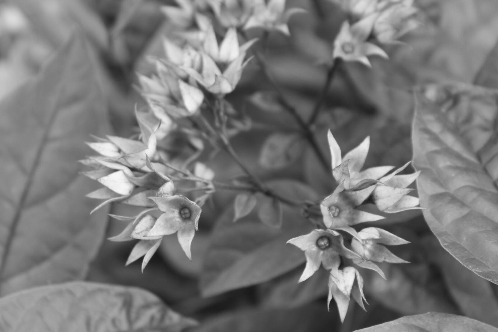 Canon EOS 7D sample photo