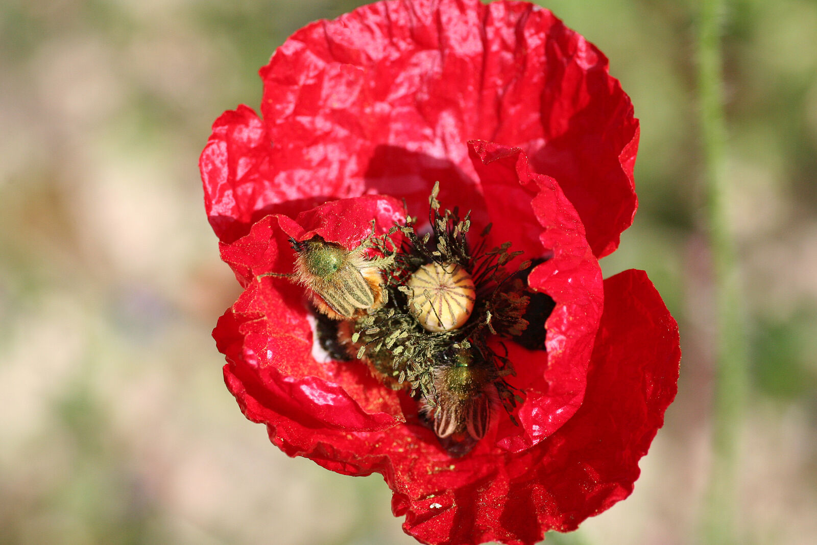 Canon EOS 20D sample photo. Flower, insect, papaver, red photography