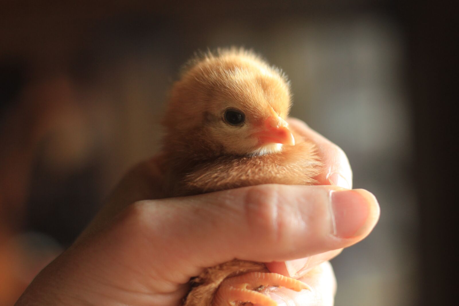 Canon EOS 550D (EOS Rebel T2i / EOS Kiss X4) sample photo. Chick, chicken, bird photography