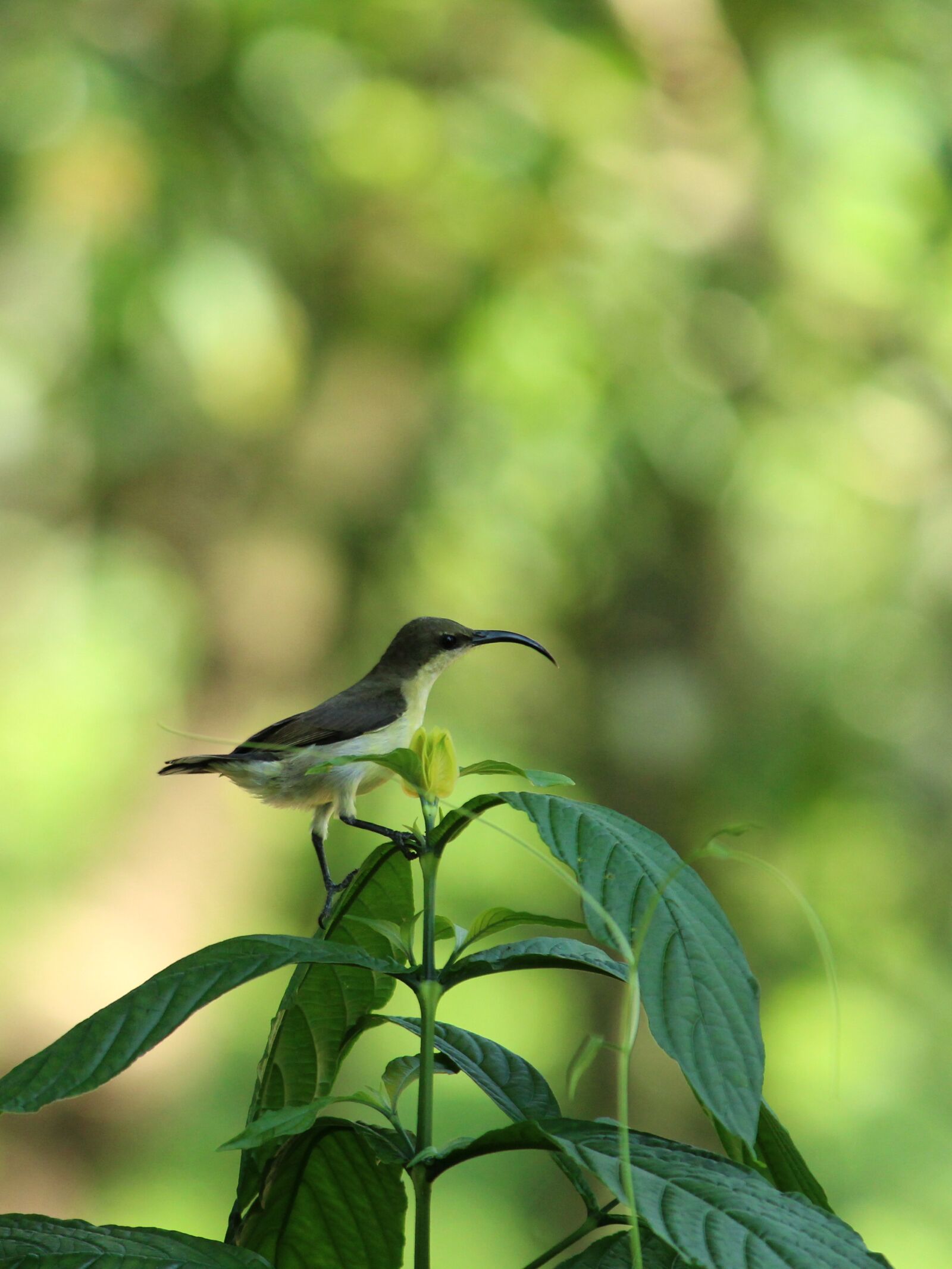 Canon EOS 1300D (EOS Rebel T6 / EOS Kiss X80) sample photo. Sunbird, bird, avian photography
