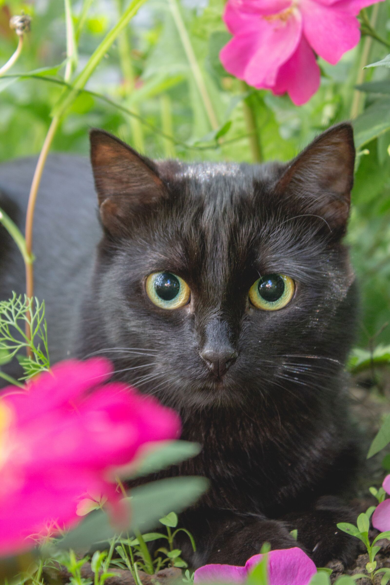 Canon EOS 650D (EOS Rebel T4i / EOS Kiss X6i) + Canon EF-S 18-55mm F3.5-5.6 III sample photo. Cat, black, portrait photography