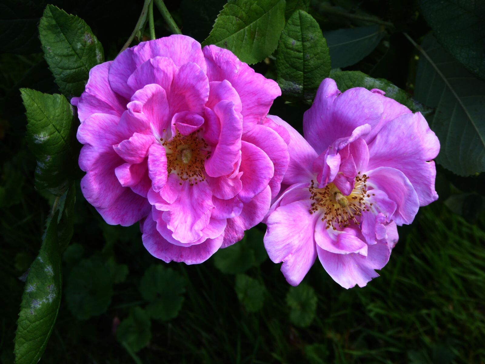 Panasonic DMC-TZ61 sample photo. Fragrant roses, ornamental garden photography