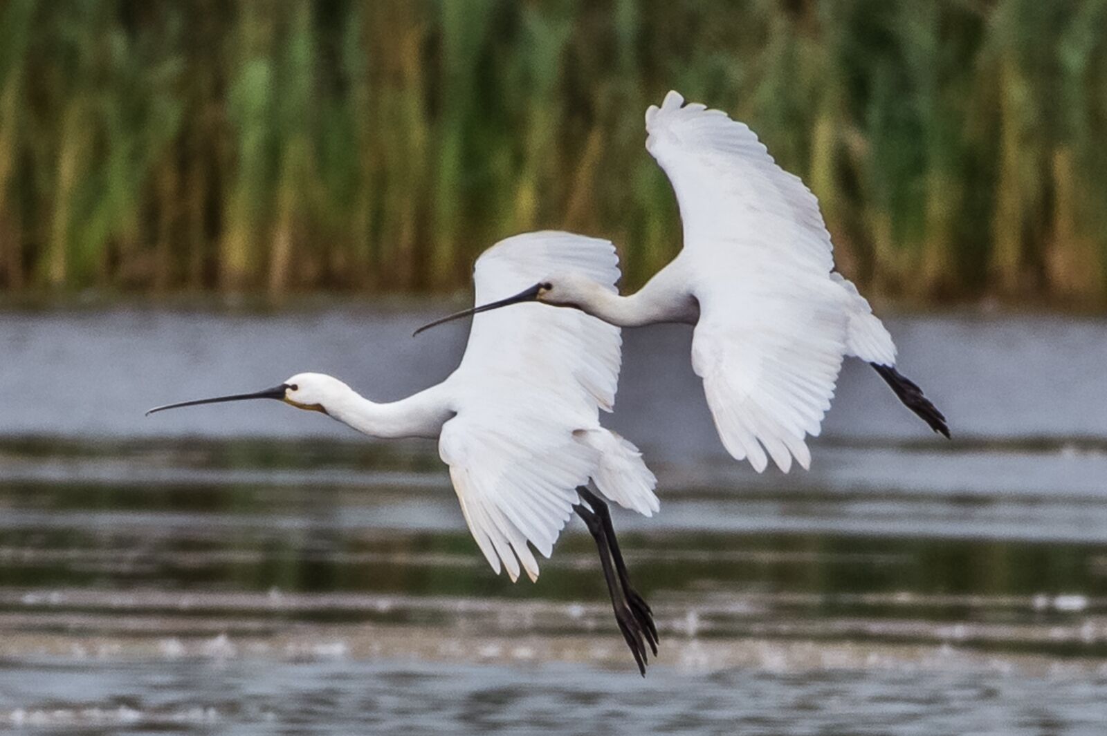Nikon D750 sample photo. Spoonbill, birds, wildlife photography