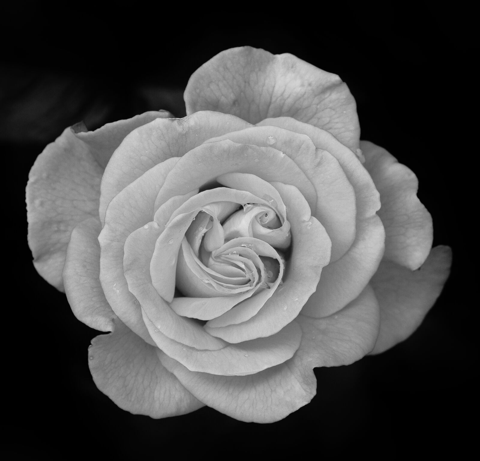 Nikon D3200 sample photo. Rose, flower, blossom photography