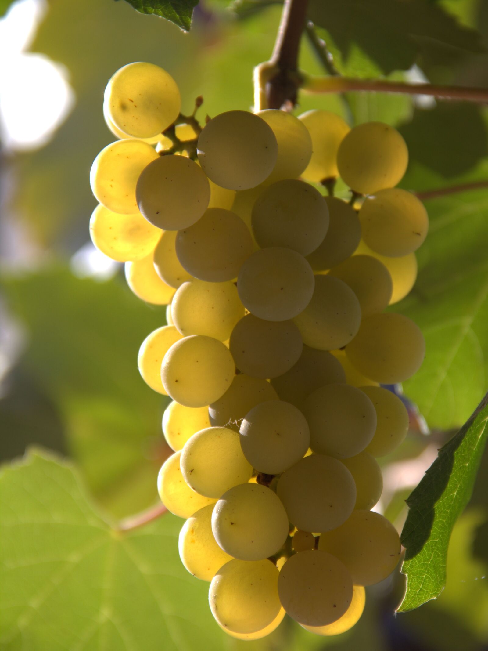 Canon EOS 7D sample photo. Single, grapes, yellow photography