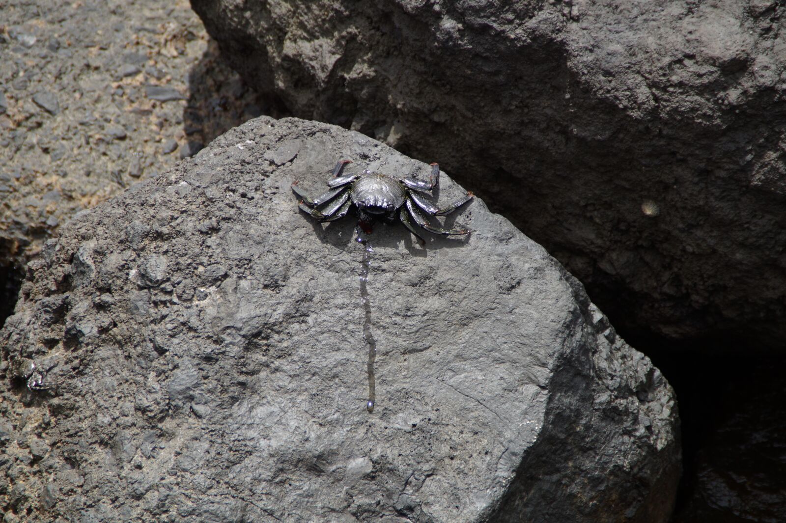Sony SLT-A58 sample photo. Cancer, marine life, stone photography