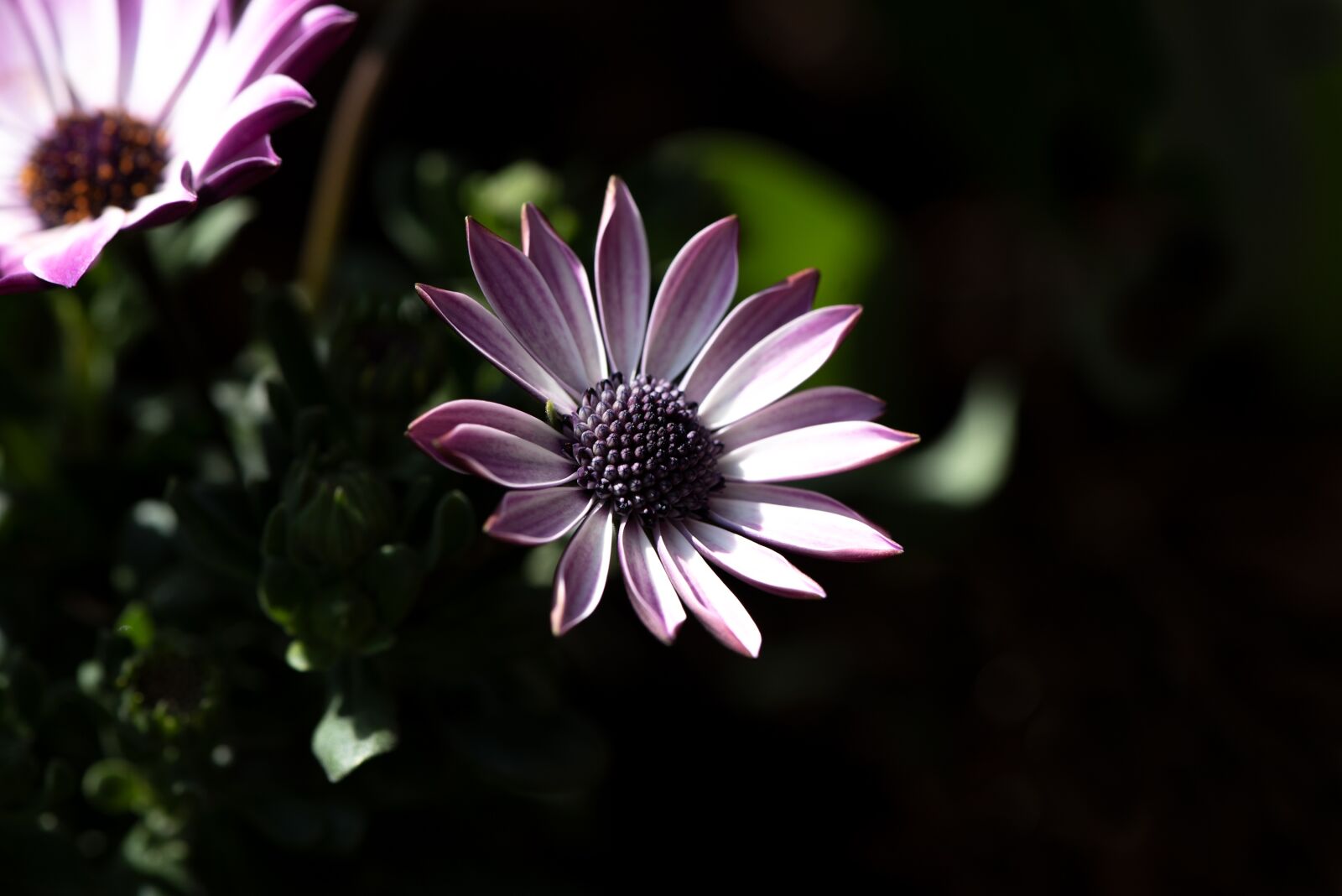 Nikon D750 sample photo. Flowers, garden, blossom photography