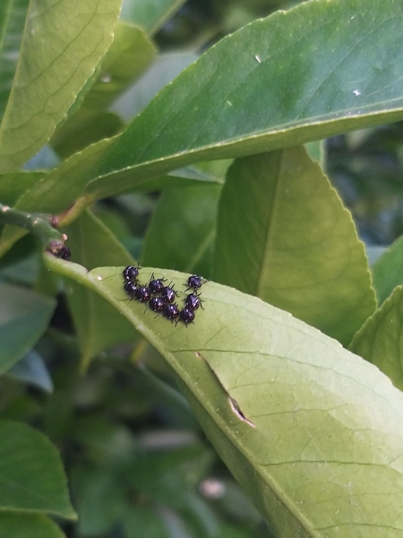 Samsung Galaxy A9 (2018) sample photo. Bugs, nature, summer photography