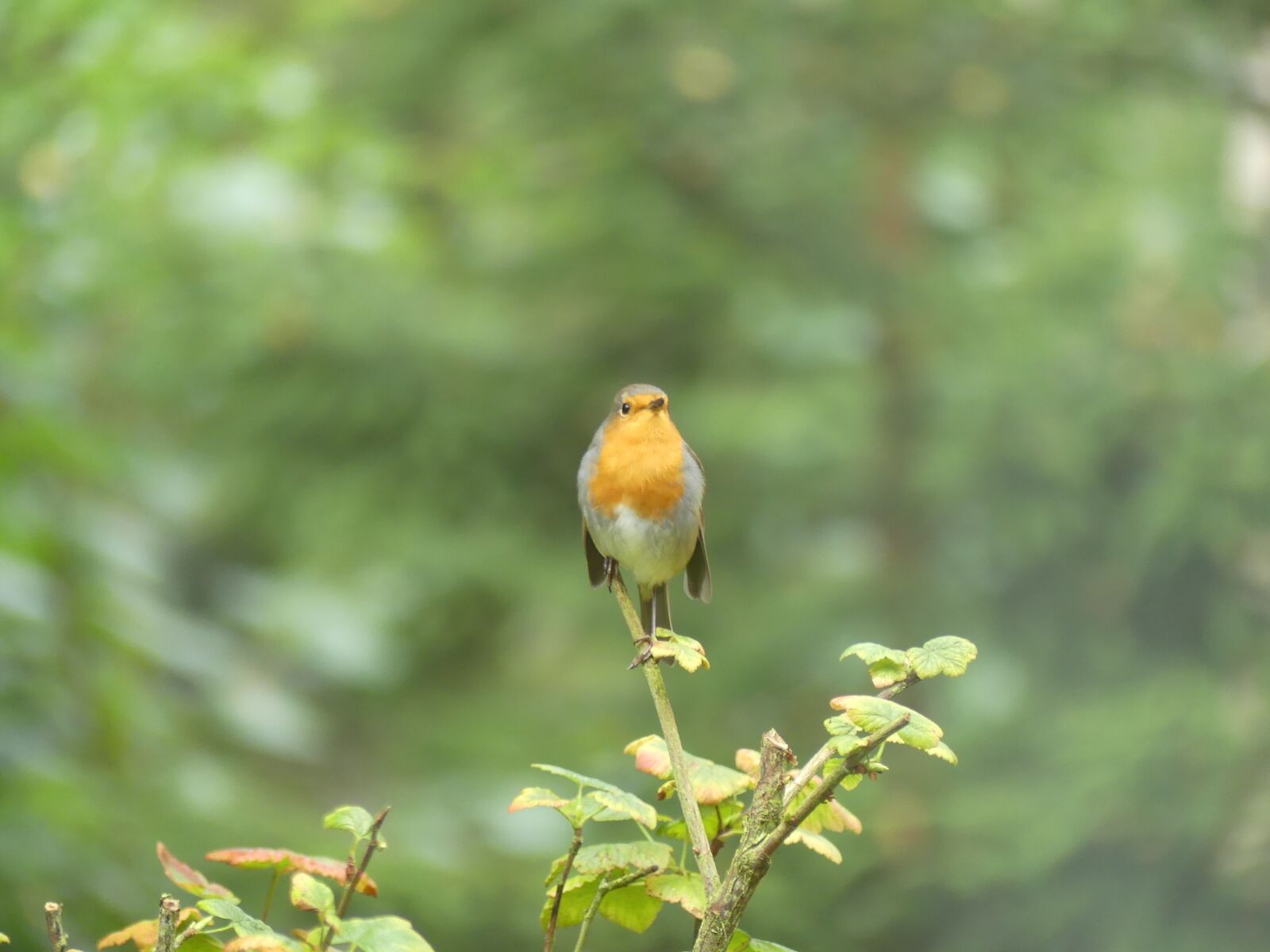 Panasonic Lumix DMC-FZ300 sample photo. Robin, sings, forest photography
