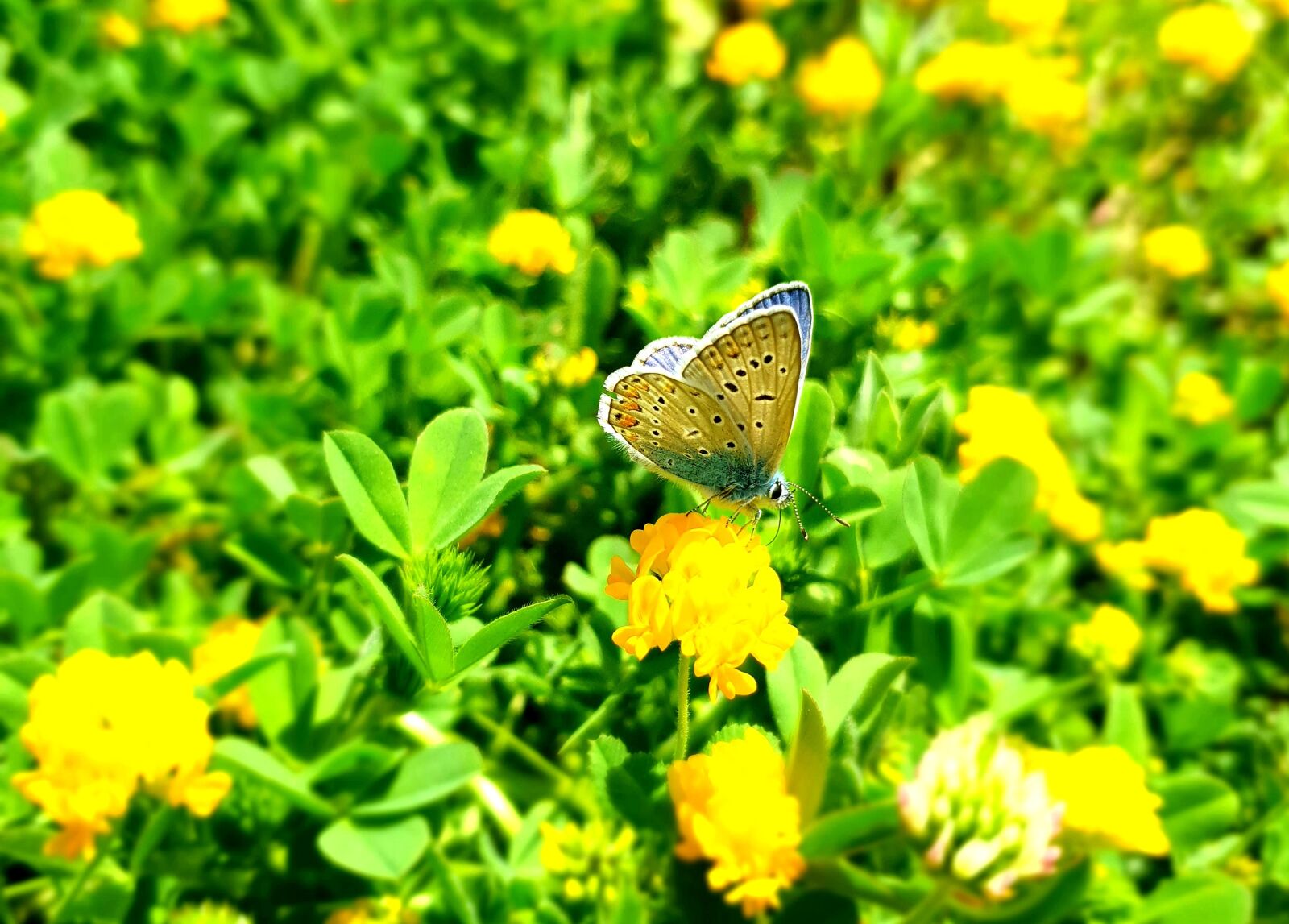 Samsung Galaxy S10e sample photo. Butterfly, flower, spring photography