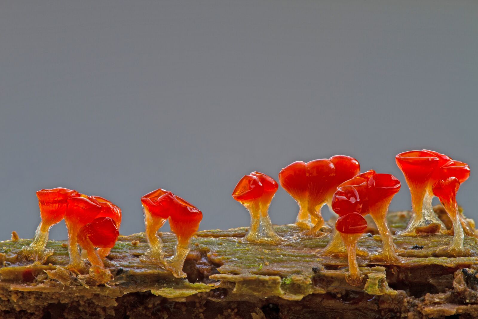 Canon EOS 7D sample photo. Slime mold, trichia decipiens photography
