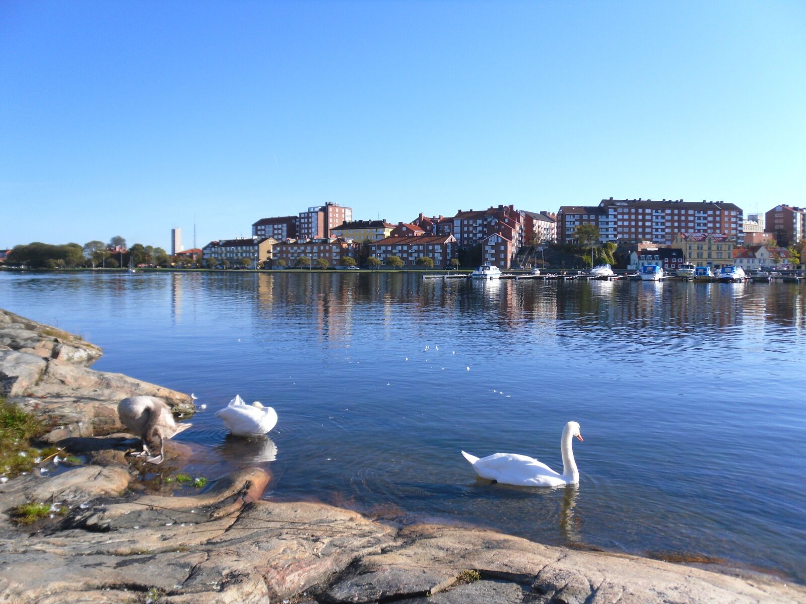 Samsung PL80/VLUU PL80/ SL630/ PL81 sample photo. Karlskrona, sweden, swan photography