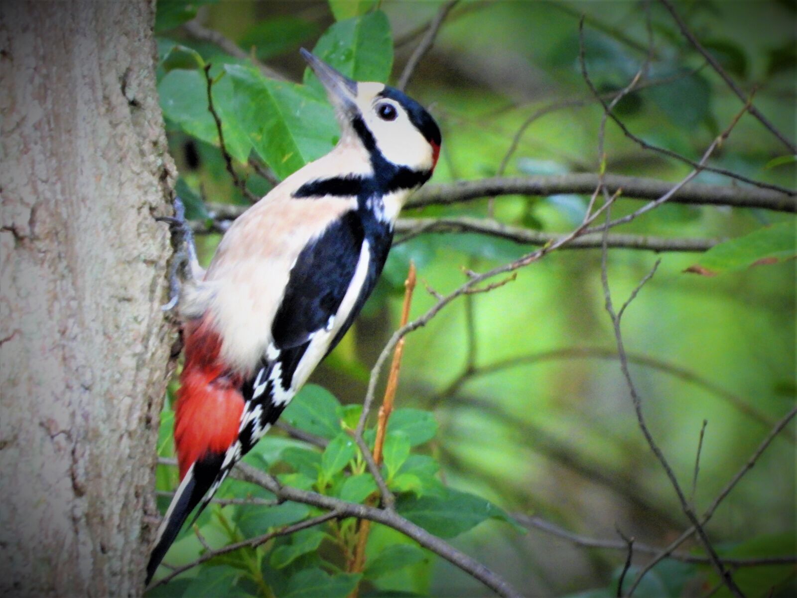Nikon Coolpix P1000 sample photo. Great spotted woodpecker, woodpecker photography