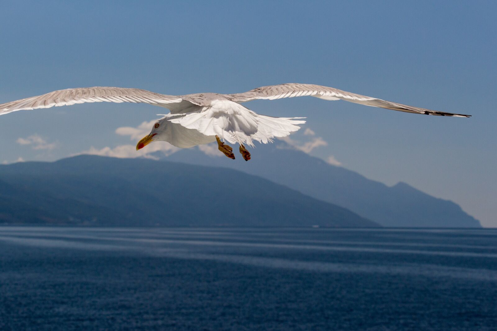 Canon EOS 100D (EOS Rebel SL1 / EOS Kiss X7) sample photo. Seagull, flying, in flight photography