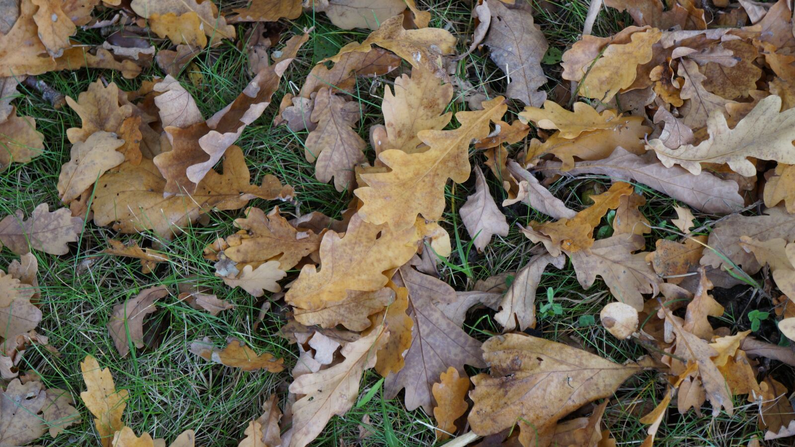 Sony Alpha a3000 sample photo. Leaves, texture, fall foliage photography