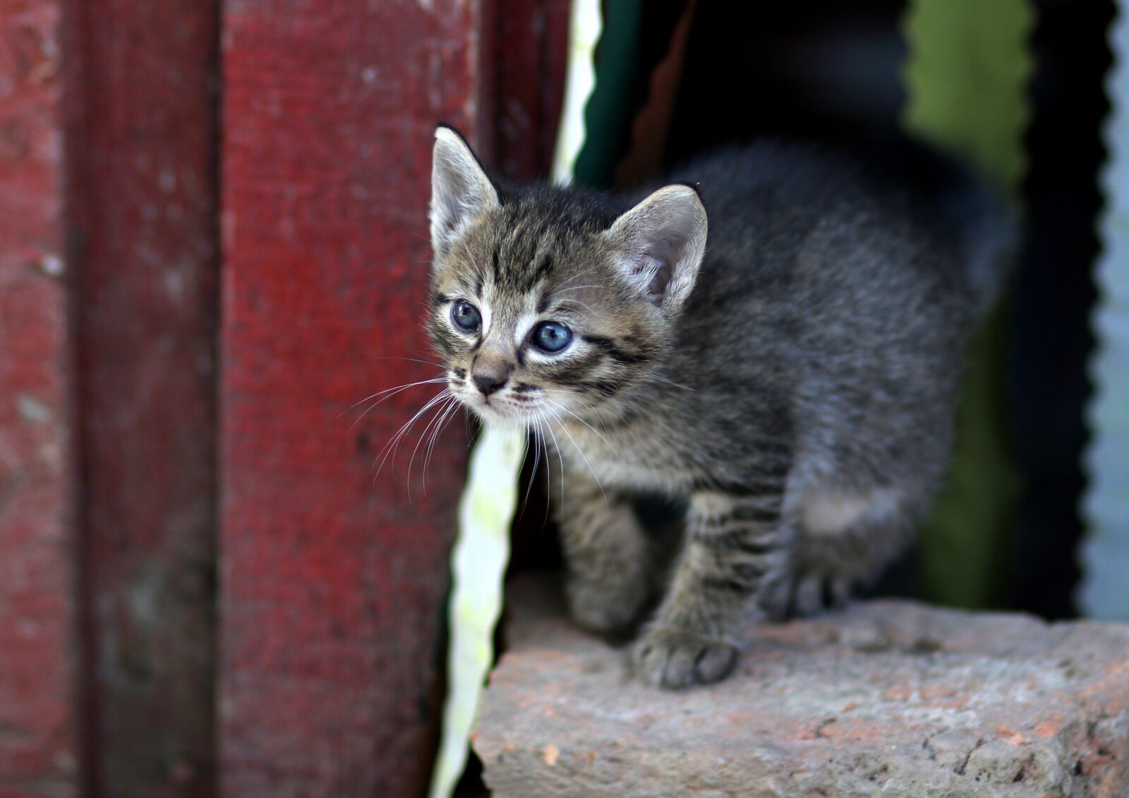 Canon EF 85mm F1.8 USM sample photo. Cat, small, playful photography