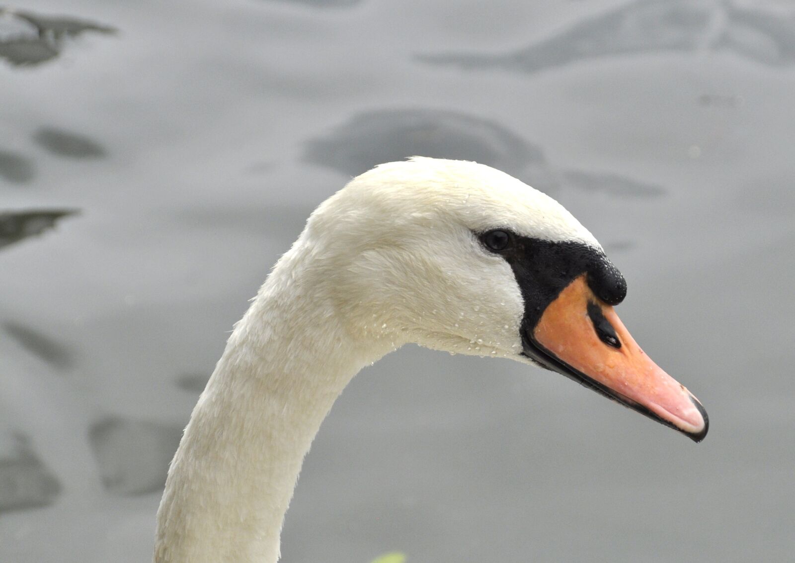 Nikon D5000 sample photo. Swan, nature, bird photography
